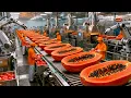 Inside a Giant Papaya Factory: From Farm to Dessert (The Whole Process)