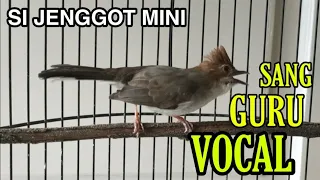 nembak jeda rapat cucak jenggot mini yuhina