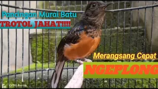murai batu trotol jantan gacor ampuh banget buat pancingan mb paut agar cepat bunyi