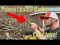 How to Prune A Weeping Laceleaf Japanese Maple - JAPANESE MAPLES CARE WITH CHRIS JEWEL