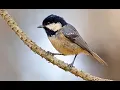 Download Lagu Coal tit 1h bird sound
