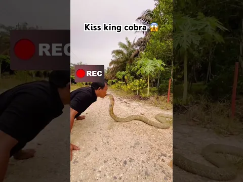 Kiss king cobra monster #mandapetualang #snake #kingcobra #ular