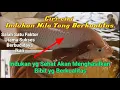 Download Lagu Cara Memilih indukan Nila Yang Baik Agar Mendapatkan Benih Yang Berkualitas