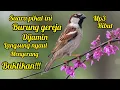 Download Lagu SUARA PIKAT PANCINGAN BURUNG GEREJA RIBUT DI JAMIN LANGSUNG NYAUT 💯%