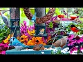 Download Lagu 🔴LIVE 4K Cottage Garden Bird Feeder: Cardinals, Woodpeckers, Song Birds, Bees, and Flowers