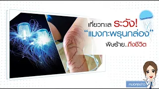 หากโดนพิษแมงกะพรุนกล่องควรปฐมพยาบาลอย่างไรเบื้องต้น