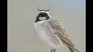 طائر القبرة صاحب القرنين 