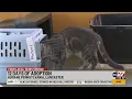 Twelve days of adoption at Humane Pennsylvania in Lancaster