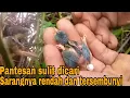 Lagu Ngebolang di pinggir rawa mencari sarang burung ciblek tebu