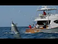 Download Lagu MONSTER Black Marlin Fishing in Panama