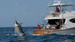 Download MONSTER Black Marlin Fishing in Panama MP3