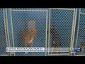 Bakersfield Animal Care Center looking for people to foster dogs
