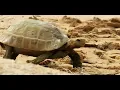 Python Attacks Wild Turtle Eggs - Shocking Nest Invasion