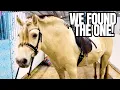 Download Lagu SHOCKING TWIST OF EVENTS AT THIS HORSE AUCTION!!! 