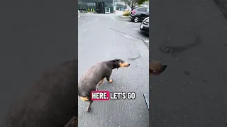 Good morning.. #fyp #dream #pets #doberman #vlog