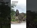 Lagu burung elang Terbesar di dunia yg viral,burung elang adalah burung predator ,#burungindonesia