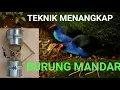 CARA CEPAT MENANGKAP BURUNG MANDAR DENGAN ALAT OTOK OTOK