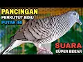 Lagu Perkutut Lokal Gacor Suara Kung Besar Pancingan Burung Perkutut Agar Bunyi.