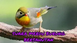 Download SUARA MERDU BURUNG BERSAHUTAN MP3