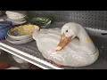 Thrift With Me - Now I want a Goose Soup Tureen and Another Wishing Well