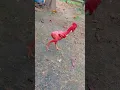 MALAH JADI BEGINIš„² // Ayam Tanpa Bulu // Featherless Chicken