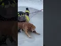 Firefighter Rushes Across Breaking Ice To Save A Trapped Golden Retriever