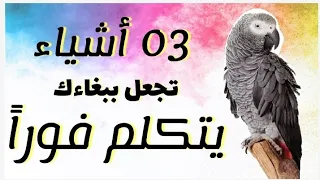 تعليم الببغاء الكلام      أشياء تجعل ببغاءك يتكلم في وقت قصير دندنها