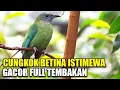 Download Lagu KICAU SUARA BURUNG CUCAK CUNGKOK BETINA GACOR ISTIMEWA TEMBAKAN RAPAT DI KANDANG AVIARY SEDERHANA