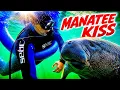 It s Illegal to Touch Manatees But What If They Touch You