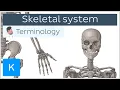 Skeletal system - Anatomical terminology for healthcare professionals Kenhub