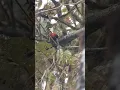 Download Lagu Crimson-mantled Woodpecker, Mindo-Ecuador