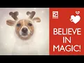 Holiday Happiness At Petland Frisco McKinney