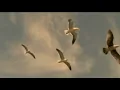 Too Young - Phoenix