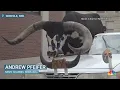 Car with giant bull as passenger pulled over by Nebraska police
