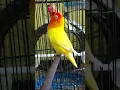 Download Lagu LOVEBIRD LUTINO MH FIGHTER DURASI PANJANG