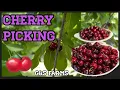 CHERRY PICKING G S FARMS BRENTWOOD CALIFORNIA
