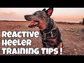 5 Tips for Reactive Aggressive Dogs Blue Heeler