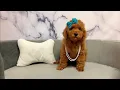 Mini Goldendoodle F at Furry Babies Portage