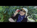 Cherry Picking - in Yarra Ranges Victoria Australia