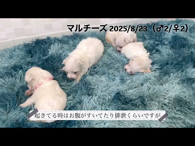 動画