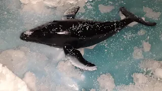 Arctic Tundra Diorama