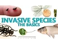 Invasive Species The Basics