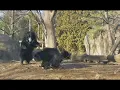 Sloth Bear Fight