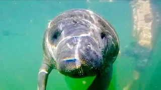 Baby Manatee Eskimo Kisses (DRENCHED Ep. 38)