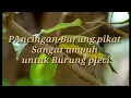 Download Lagu Suara Pikat Burung pleci 100% Ampuh Kawan