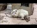 I thought the Ragdoll cat was just lost until I got closer and discovered the heartbreaking truth