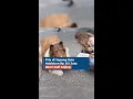 Download Lagu Pria di Jepang Rela Habiskan Rp 213 Juta demi Jadi Anjing