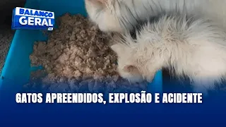 Giro de Notícias: 45 gatos persas apreendidos, fogão explode e motorista fica preso nas ferragens