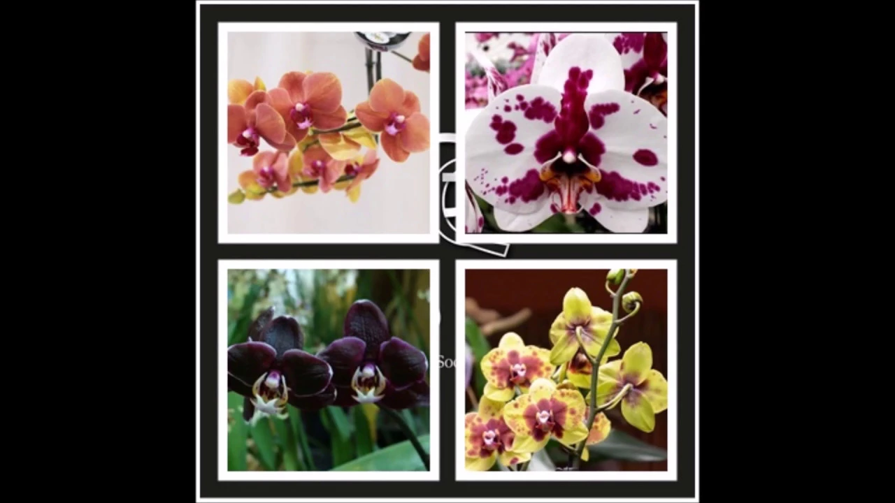 MUDAS DE ORQUÍDEAS PHALAENOPSIS PARA CULTIVAR EM CASA TENHA SEU ORQUIDÁRIO