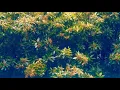 Two Fish and an Elephant - Khruangbin